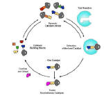 First_circular